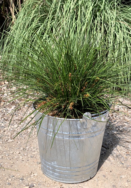 Image of Lomandra confertifolia 'Finescape'