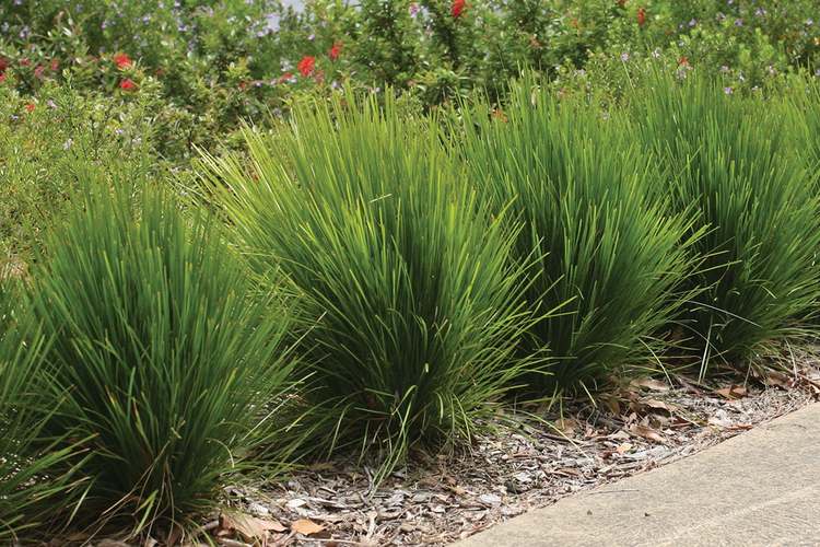 Image of Lomandra confertifolia Lime Tight ['Limtigra'] PPAF