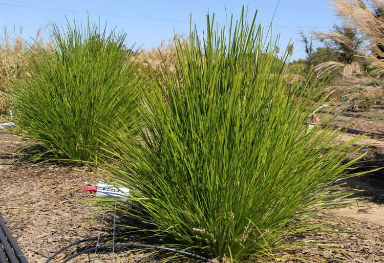 Image of Lomandra Lime Tuff ['Lomlon'] PP23,034