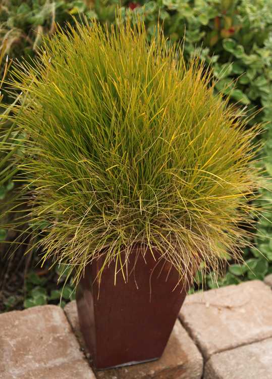 Image of Lomandra confertifolia 'Little Con'