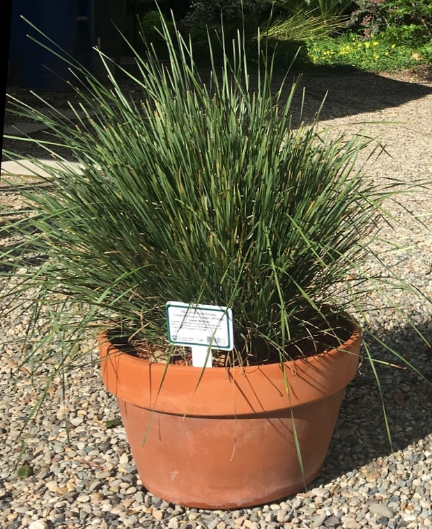 Image of Lomandra longifolia 'Steely Slim'