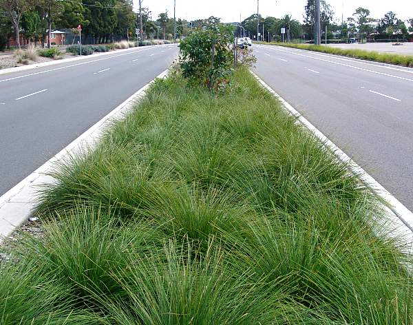 Image of Lomandra longifolia Breeze ['LM300']