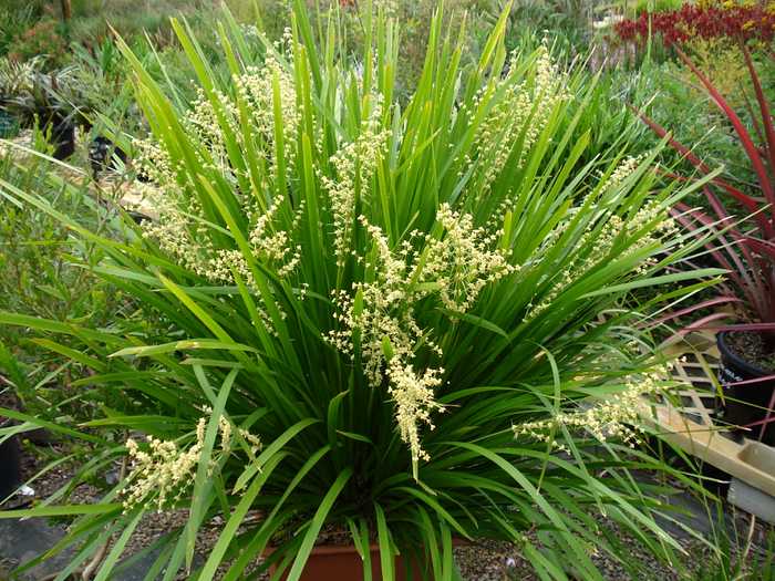 Image of Lomandra hystrix Tropicbelle ['LHCOM'] PP20,759