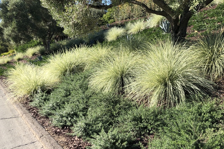 Image of Lomandra Platinum Beauty	 ['Roma 13'] PP25,962