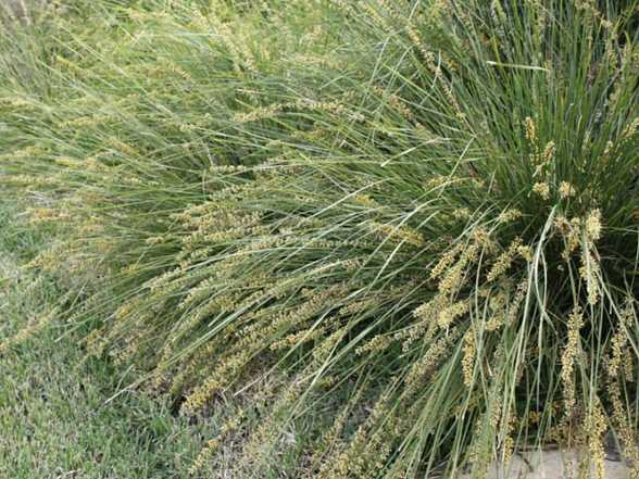 Image of Lomandra fluviatilis Shara ['AU807'] PP23,950