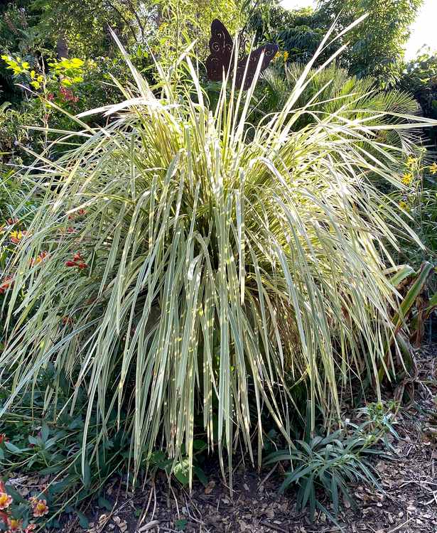 Image of Lomandra hystrix Lucky Stripe ['LMV200'] PP26,418