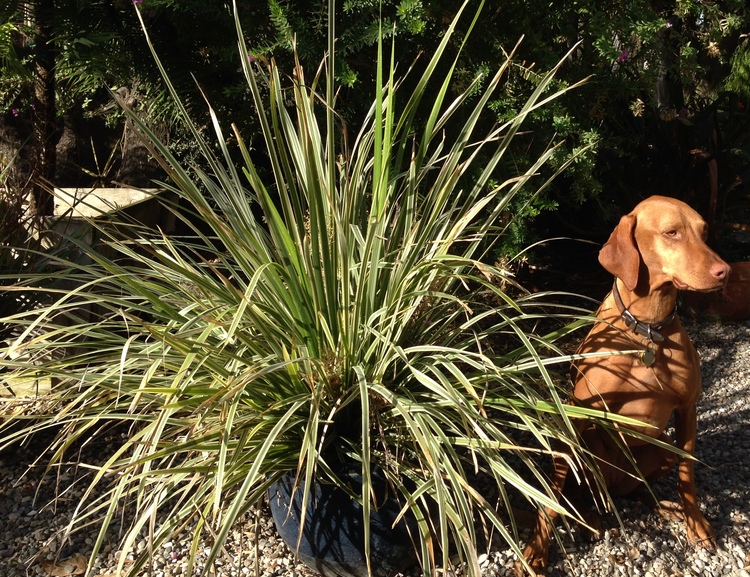 Image of Lomandra hystrix 'Sunsprite'