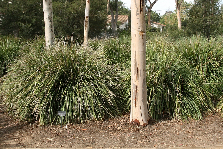 Image of Lomandra longifolia