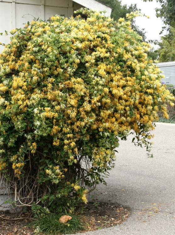 Image of Lonicera confusa