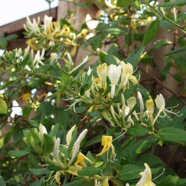 Image of Lonicera japonica 'Halliana'