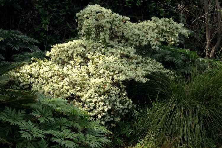 Image of Loropetalum chinense