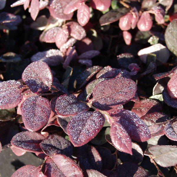 Image of Loropetalum chinense var. rubrum 'Hines Purple Leaf'