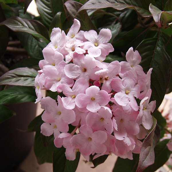 Image of Luculia gratissima