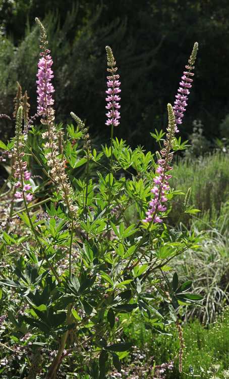 Image of Lupinus latifolius