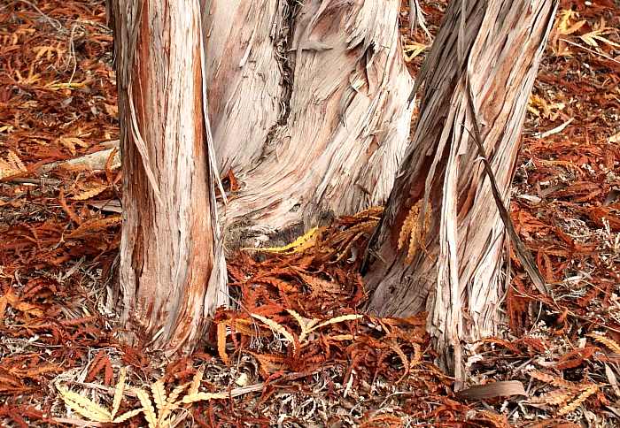 Image of Lyonothamnus floribundus ssp. aspleniifolius