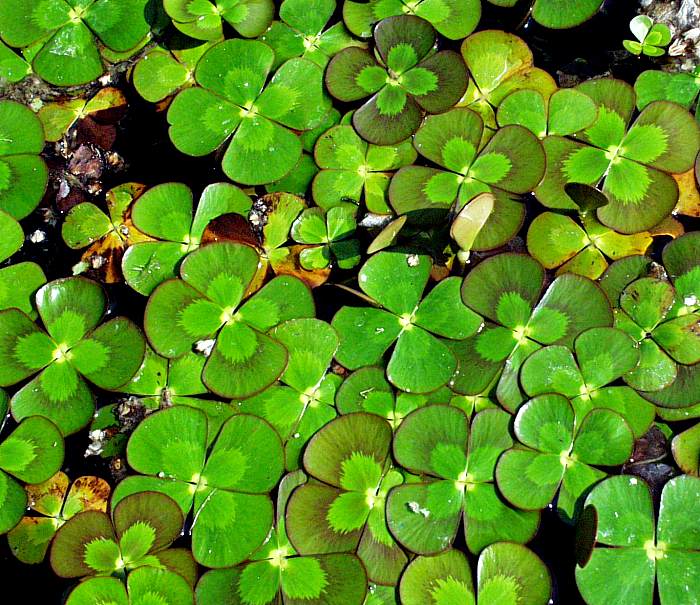 Image of Marsilea mutica