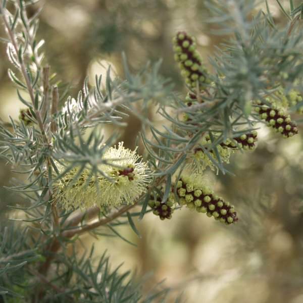 Image of Melaleuca incana