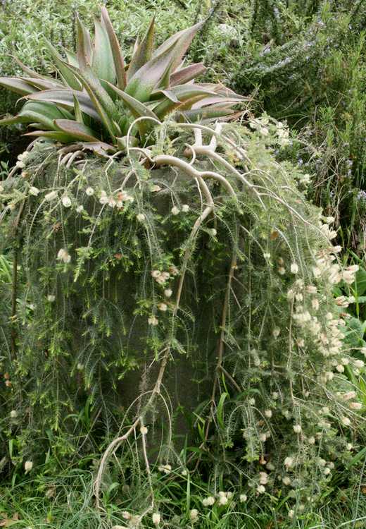 2nd Image of Melaleuca incana 'Prostrate Form' at San Marcos Growers