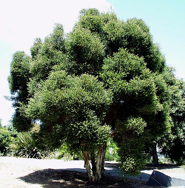 Image of Melaleuca styphelioides