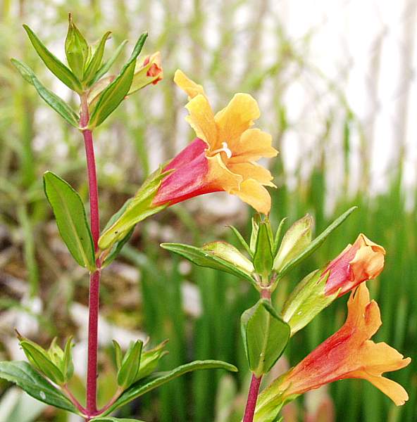 Image of Mimulus 'Pumpkin'