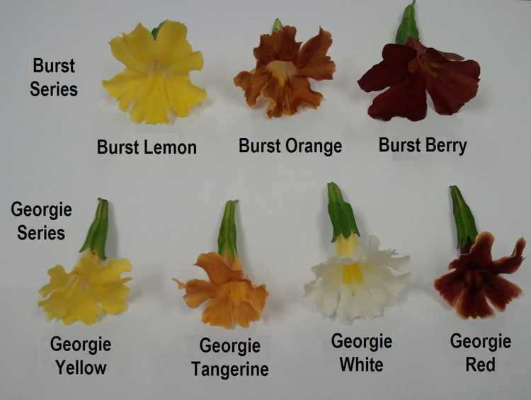 Image of Mimulus Burst Lemon ['Bosburem'] PP25,150