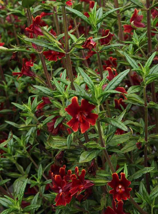 Image of Mimulus 'Georgie Red' PP22,916