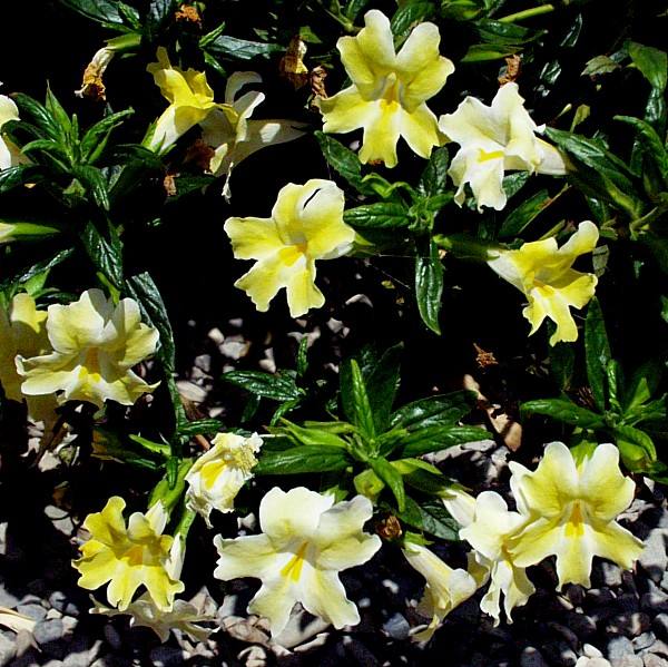 Image of Mimulus 'Payne's Yellow'