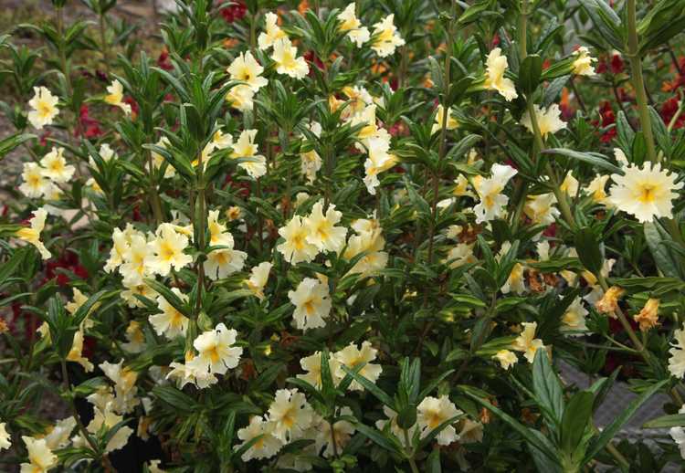 Image of Mimulus 'Georgie White' PP 22,917