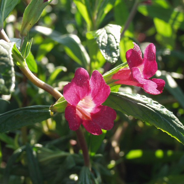 Image of Mimulus 'Ruby Silver'