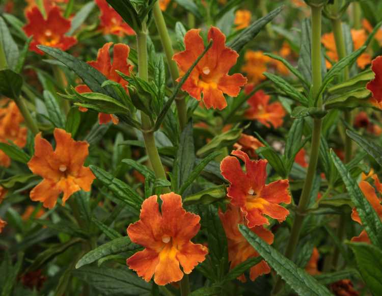 Image of Mimulus 'Georgie Tangerine' PP23,441