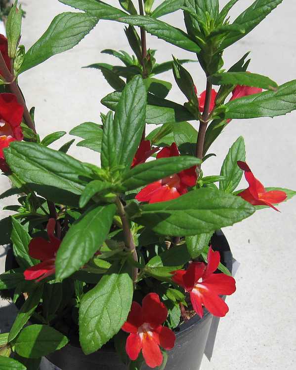 Image of Mimulus 'Valentine'