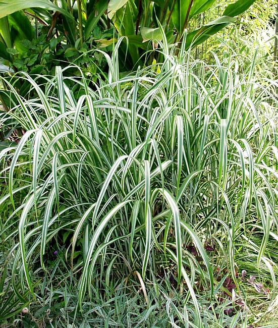 Image of Miscanthus sinensis var. condensatus 'Cabaret'