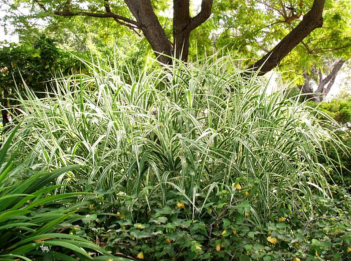 Image of Miscanthus sinensis var. condensatus 'Cosmopolitan'