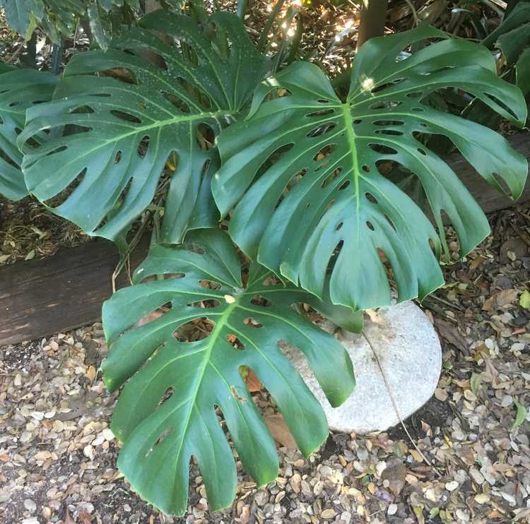 Image of Monstera deliciosa