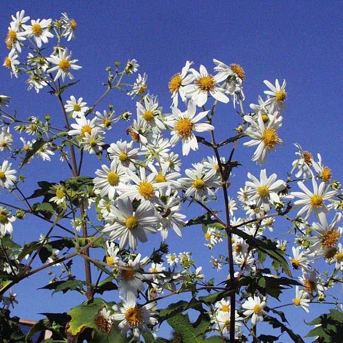 Image of Montanoa grandiflora