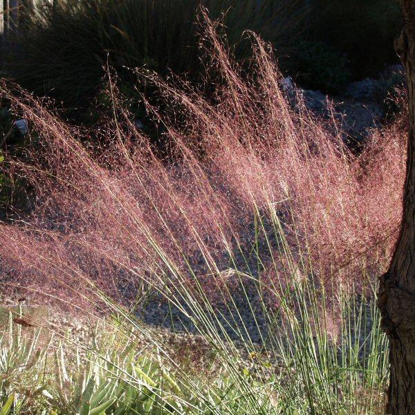 Image of Muhlenbergia capillaris