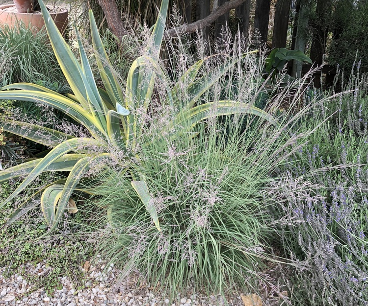 Image of Muhlenbergia emersleyi