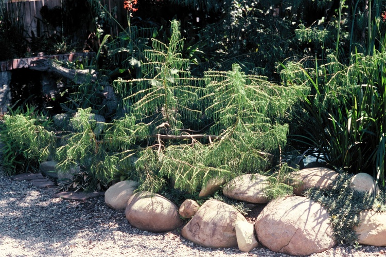 Image of Myoporum floribundum