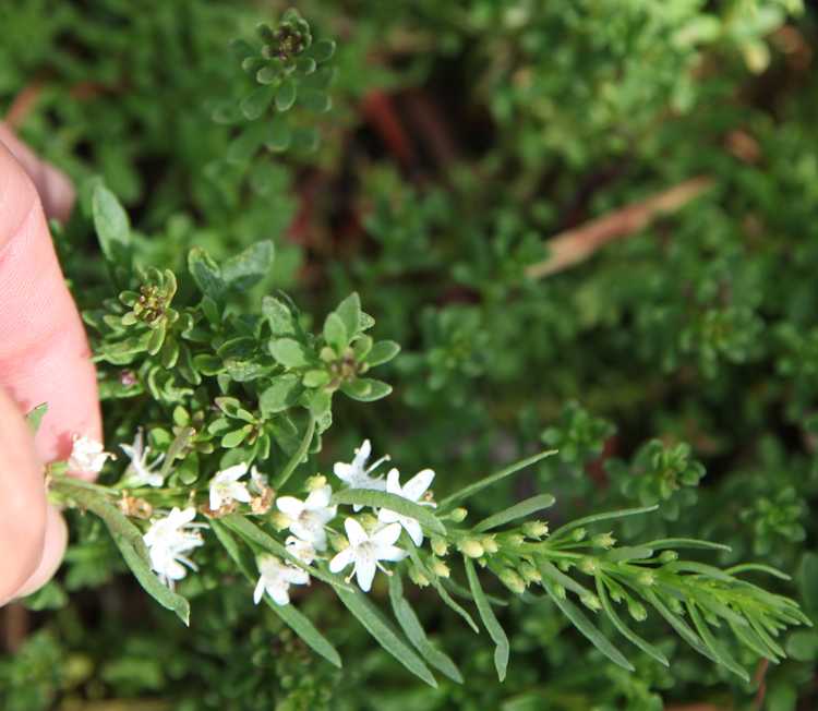 Image of Myoporum parvifolium 'Fine Leaf Form'