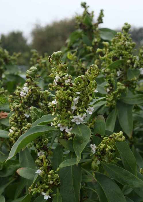 Image of Myoporum laetum 'Carsonii'