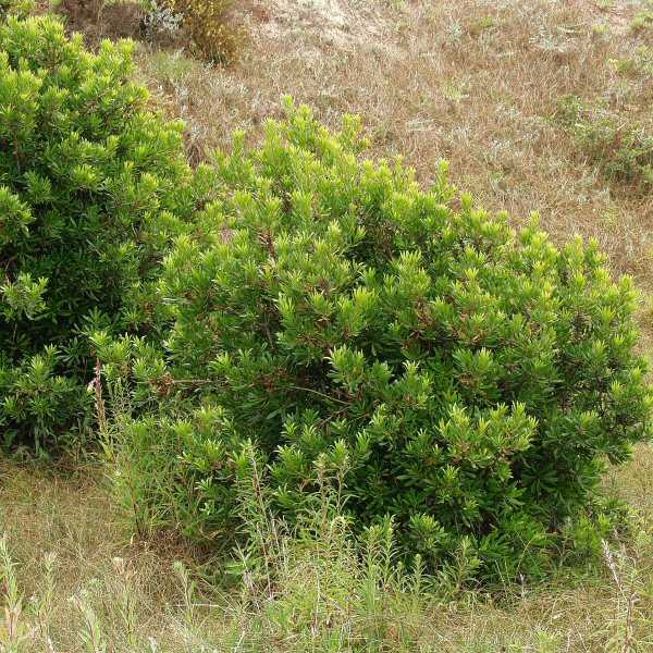 Image of Myrica californica