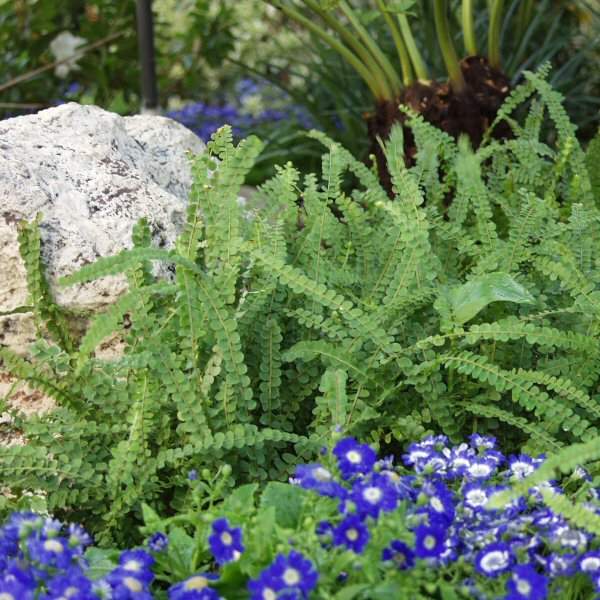 Image of Nephrolepis cordifolia 'Lemon Buttons'