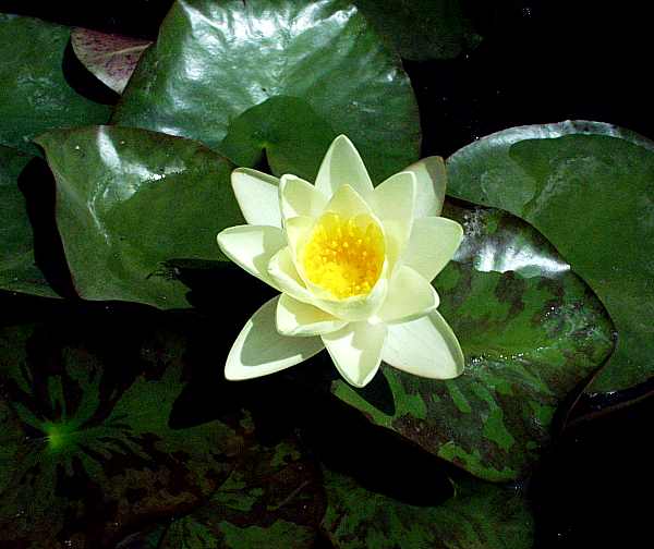 Image of Nymphaea 'Marliacea Chromatella' (Aquatic)