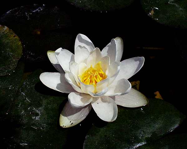 Image of Nymphaea 'Hermine' (Aquatic)