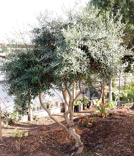 Image of Olea europaea 'Montra'