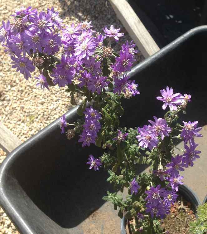 Image of Olearia phlogopappa 'Dilly Dilly'