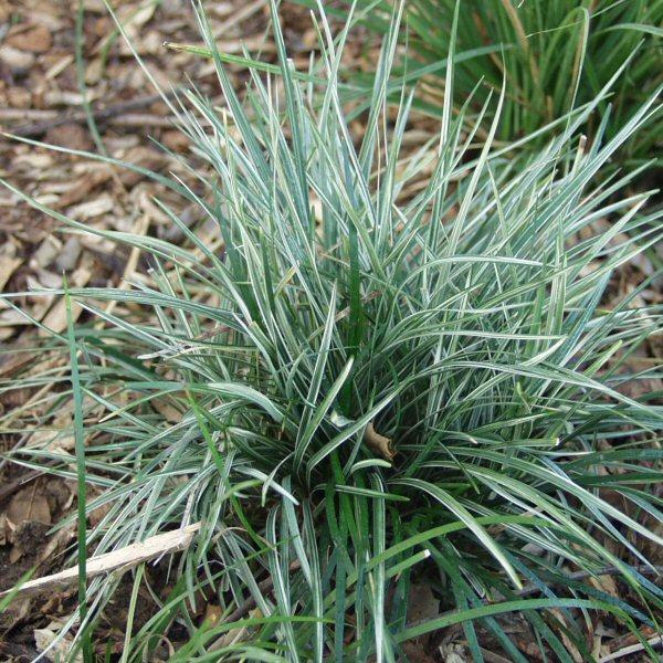 Image of Ophiopogon japonicus 'Kijimafukiduma'