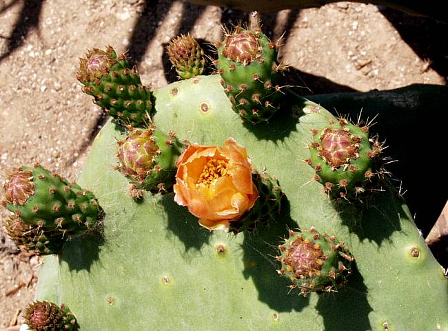 Image of Opuntia ficus-indica 'Burbank Spineless'