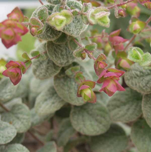 Image of Origanum dictamnus