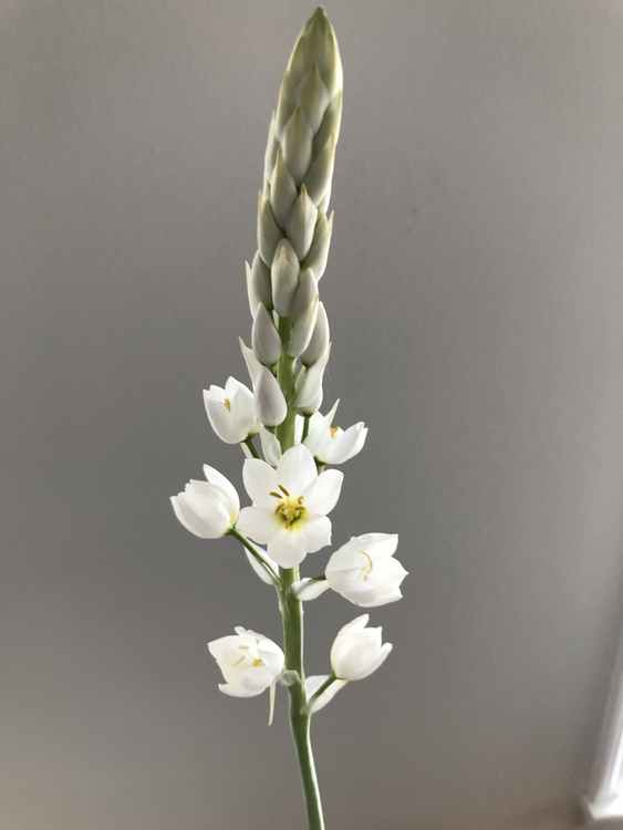 Image of Ornithogalum fimbrimarginatum